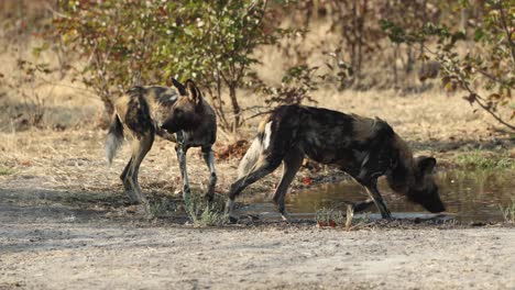 Dos-Perros-Salvajes-Africanos-En-Peligro-De-Extinción-Bebiendo-Agua-En-Una-Piscina-Poco-Profunda-En-Khwai,-Botswana