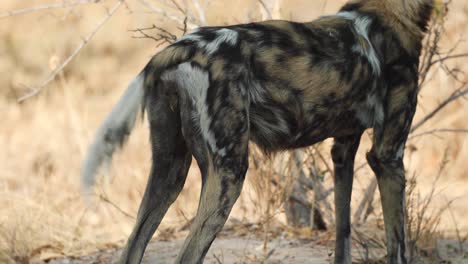 Beschnittene-Nahaufnahme-Des-Schwanzes-Eines-Afrikanischen-Wilden-Hundes,-Der-Hin-Und-Her-Schnippt,-Khwai-Botswana