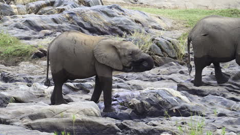African-elephant---drinking-between-rocks,-slow-motion