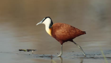 Slow-motion-close-up-clip-of-an-African-jacana-walking-in-shallow-water-along-the-Khwai-River,-Botswana