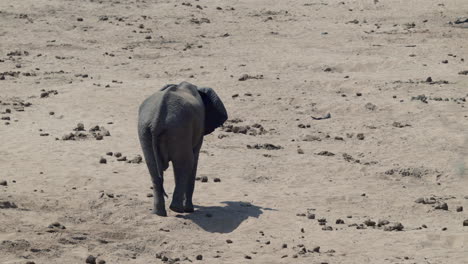 Afrikanischer-Elefant,-Der-In-Einem-Trockenen-Flussbett-Auf-Der-Suche-Nach-Wasser-Geht