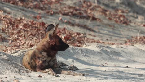 One-endangered-African-wild-dog-resting-on-a-sandy-verge-in-Khwai,-Botswana