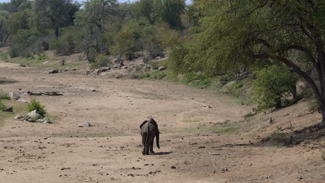 African-elephant-walking-in-a-dry-riverbed-in-search-for-water