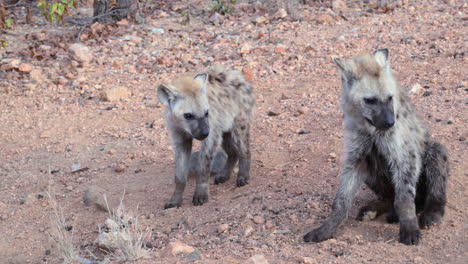 Spotted-Hyena--pups-laying-down-together,-120fps