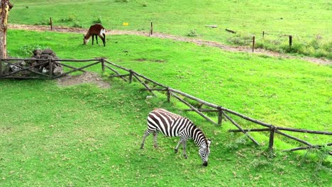 Zebra--Und-Wasserbock-Antilopen,-Die-Vom-Balkon-Des-Hotelzimmers-Aus-Grasen