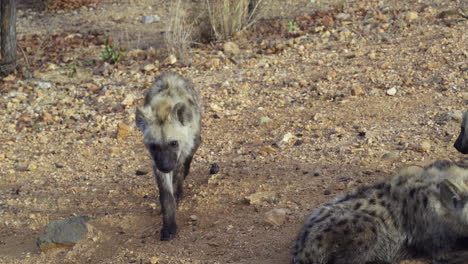 Spotted-Hyena-pup-walking-to-others-of-the-clan,-towards-camera