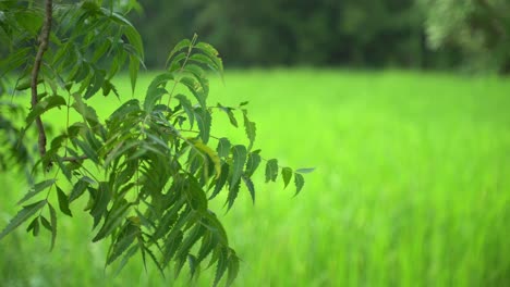 Neem-leaves-or-Azadirachta-indica-are-a-very-useful-medicinal-ingredient