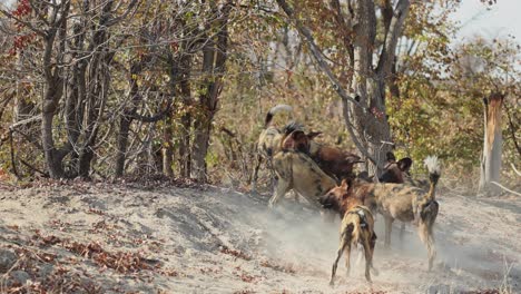 A-pack-of-endangered-African-wild-dogs-with-bloody-faces-playing-between-trees,-Khwai-Botswana