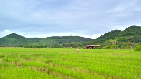 Fliegen-Auf-Grünen-Reisfeldern-In-Richtung-Der-Kuh-Im-Dorf-Kampung-Mawar,-Insel-Langkawi,-Malaysia