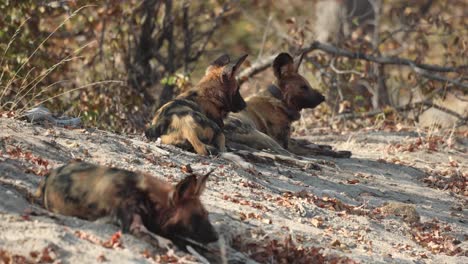 Tres-Perros-Salvajes-Africanos-En-Peligro-De-Extinción-Descansando-En-La-Arena-Bajo-Los-árboles,-Khwai-Botswana