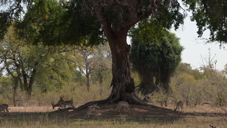 Impala-or-Rooibok-herd-relaxing-in-the-shade-of-a-big-tree