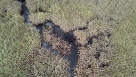 Aerial-showing-all-the-branches-of-small-creeks-running-through-thick-dense-grasses-in-a-Florida-marsh