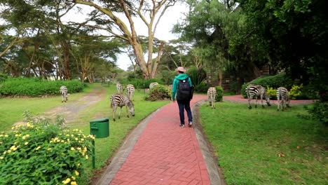 Tourist-walking-happily-between-wild-zebras-in-an-African-lodge-hotel-exterior