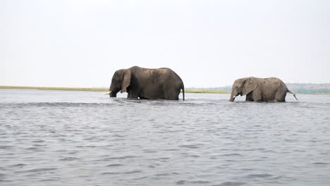 Two-African-Elephants-walking-in-Chobe-river