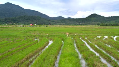Flying-Over-Green-Rice-Fields-In-Kampung-Mawar,-Langkawi,-Malaysia-Towards-Cow-Standing