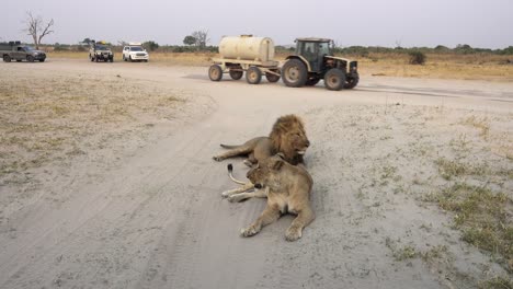 Two-lions-resting-on-the-road