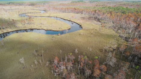 Aerial-reveal-of-dense-Florida-marshland,-then-revealing-long-winding-river-and-thick-forest