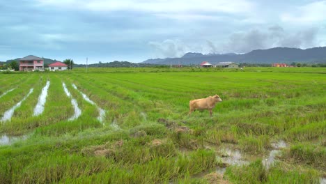 Langkawi-Malaysia,-rice-fields-with-buffalo,-ground-shot