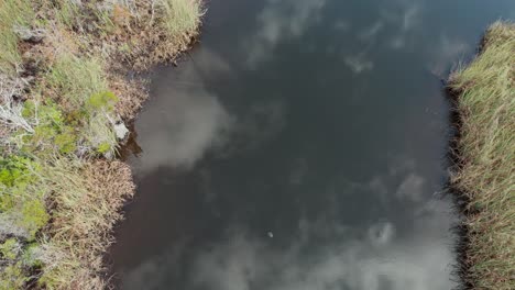 Luftaufnahmen-über-Einen-Bach,-Der-Durch-Dichte-Sumpfgebiete-Von-Florida-Fließt,-Und-Dann-Langsamer-Werden,-Um-Eine-Schildkröte-An-Der-Oberfläche-Zu-Betrachten