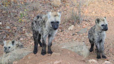 Spotted-Hyena-three-curious-pups-looking-at-camera