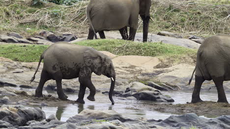 African-elephant-walking-on-rocks-near-river,-slow-motion