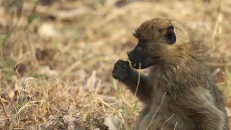 Cropped,-close-up-clip-of-a-young-baboon-sitting-and-eating-on-the-ground,-Khwai-Botswana