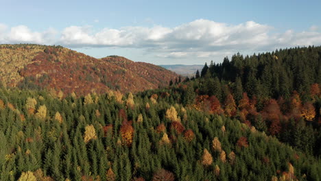 Flyover-above-evergreen-mountain-forest,-scattered-deciduous-trees-in-autumn-color