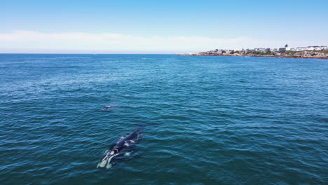 Mom-and-calf-right-whales-spout-water-at-surface