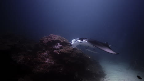 Manta-ray-on-a-coral-reef-cleaning-station