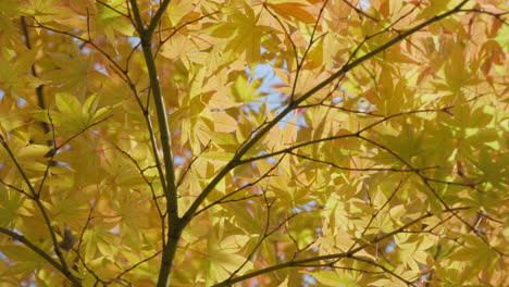 Rotierender-Japanischer-Ahornbaum-Mit-Dichtem-Laub-In-Der-Herbstsaison