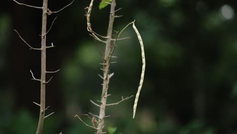 Leguminosa-De-Caupí-Creciendo-En-Una-Planta,-De-Cerca