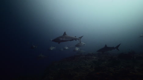 Grey-shark-on-coral-reef