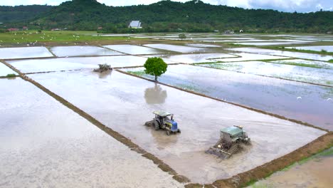 Rice-fields-of-Kampung-Mawar-in-Langkawi,-Malaysia