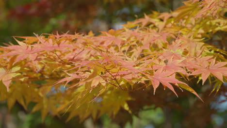 Deciduous-Shrubs-With-Palmate-Maple-Trees-During-Autumn-Season-In-Seoul,-South-Korea