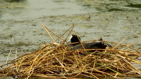 Wasserhuhnvogel,-Der-Auf-Ihrem-Nest-Mitten-In-Einem-Damm-Sitzt