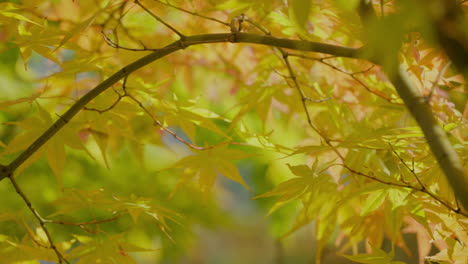Vivid-Colors-Of-Autumn-Foliage-On-A-Sunny-Day