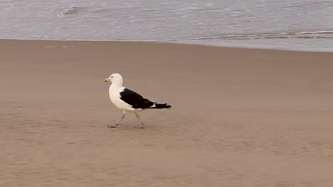 Seagull-walking-on-a-sandy-beach-,-with-small-waves-in-the-background