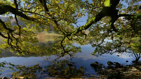 Beautiful-sun-dappled-autumn-leaves-at-Crummock-Water,-The-Lake-District,-England