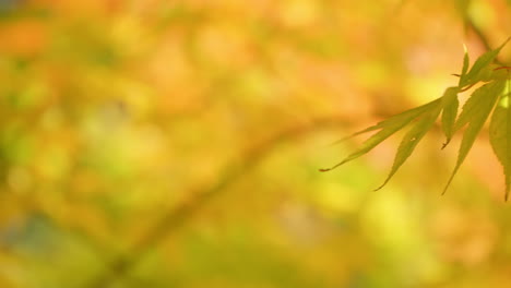 Leuchtend-Gelbe-Farben-Japanischer-Ahornbäume-Während-Der-Herbstsaison