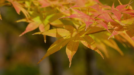 Red-Acer-Palmatum-Leaves-Turning-Into-Yellow-During-Hot-Sunny-Day-Of-Autumn-Season