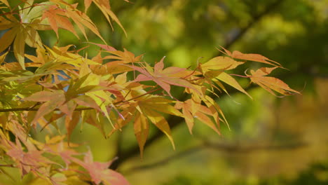 Hellgelbe-Farben-Des-Herbstlichen-Laubs-An-Einem-Sonnigen-Tag