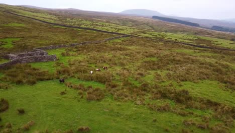 Drone-aerial-view-of-Shetland-Ponies-in-Yorkshire-Moors-valley-in-Summer