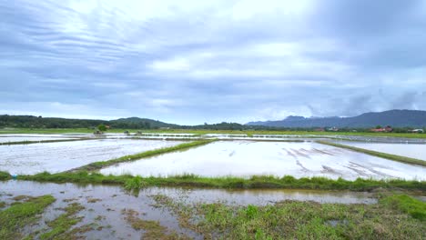 Flying-Fast-Over-Cultivated-Rice-Fields-In-The-Rural-Landscape-Of-Kampung-Mawar,-Langkawi,-Kedah,-Malaysia