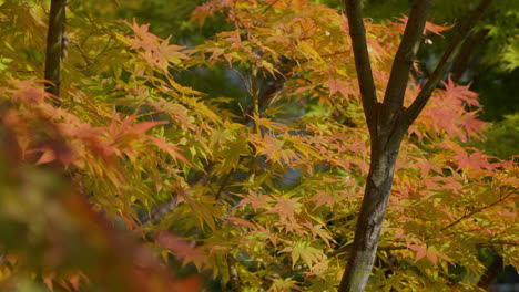 Rack-Fokus-Auf-üppiges-Laub-Glatter-Japanischer-Ahornbäume-Während-Der-Herbstsaison-In-Südkorea