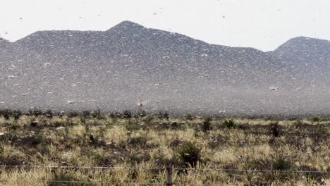 a-Swarm-of-Locusts-in-the-recent-Plague-in-South-Africa