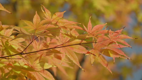Verblasste-Herbstblätter-Von-Acer-Palmatum-Bäumen-An-Einem-Sonnigen-Tag