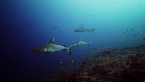 Tiburón-Gris-En-El-Arrecife-De-Coral