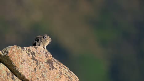 American-Pika-mountain-mouse-sitting-on-a-rock-while-wind-blows-fur-in-Colorado,-handheld