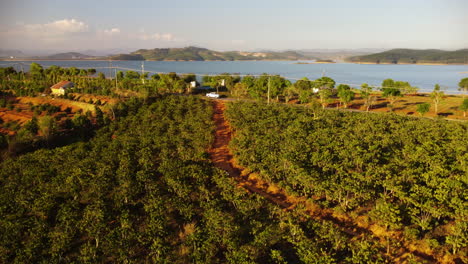 Aerial-panorama-of-coastal-coffee-plantation-in-Vietnam