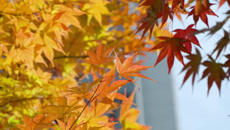 Rote-Und-Gelbe-Blätter-Japanischer-Ahornbäume-Im-Herbst-In-Südkorea